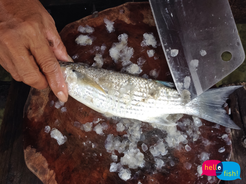 il-cefalo-o-volpina-o-muggine-bottarga-a-non-finire-hellofish